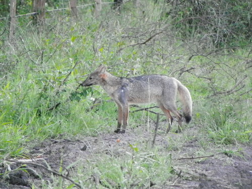 Crab-eating Fox
