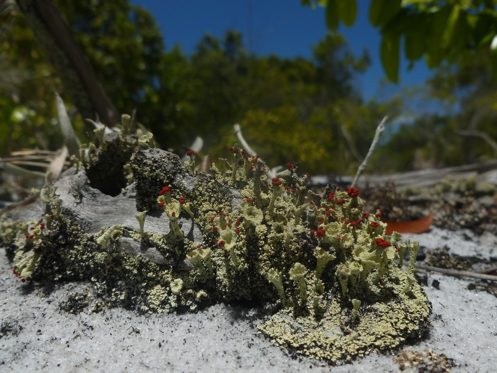 spindles and structured lichens