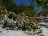 Spindles and Structured Lichens - Photo (c) Carlos Vidigal, some rights reserved (CC BY-NC), uploaded by Carlos Vidigal