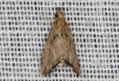 Glaucocharis dilatella