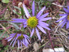 Aster hispidus