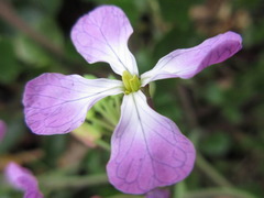 Raphanus sativus raphanistroides