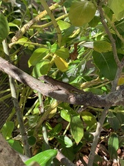Anolis sagrei