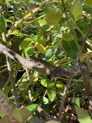 Anolis sagrei