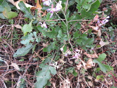 Raphanus sativus raphanistroides