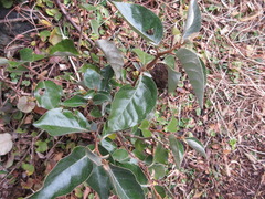Elaeagnus macrophylla
