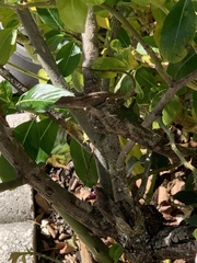 Anolis sagrei