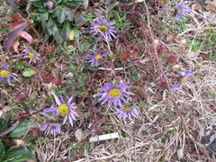 Aster hispidus