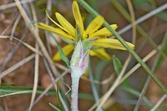 Pseudopodospermum molle