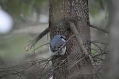Sitta europaea albifrons
