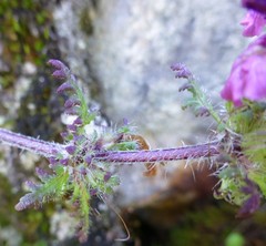 Pedicularis roylei