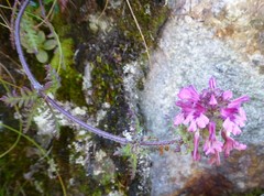 Pedicularis roylei