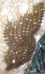 Lonomia obliqua