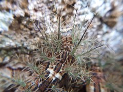 Lonomia obliqua
