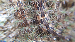 Lonomia obliqua