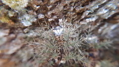 Lonomia obliqua