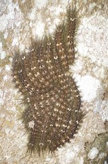 Lonomia obliqua