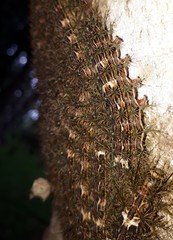 Lonomia obliqua
