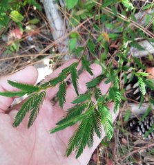 Chamaecrista nictitans aspera