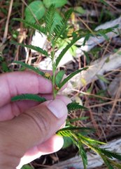 Chamaecrista nictitans aspera