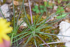 Pseudopodospermum molle