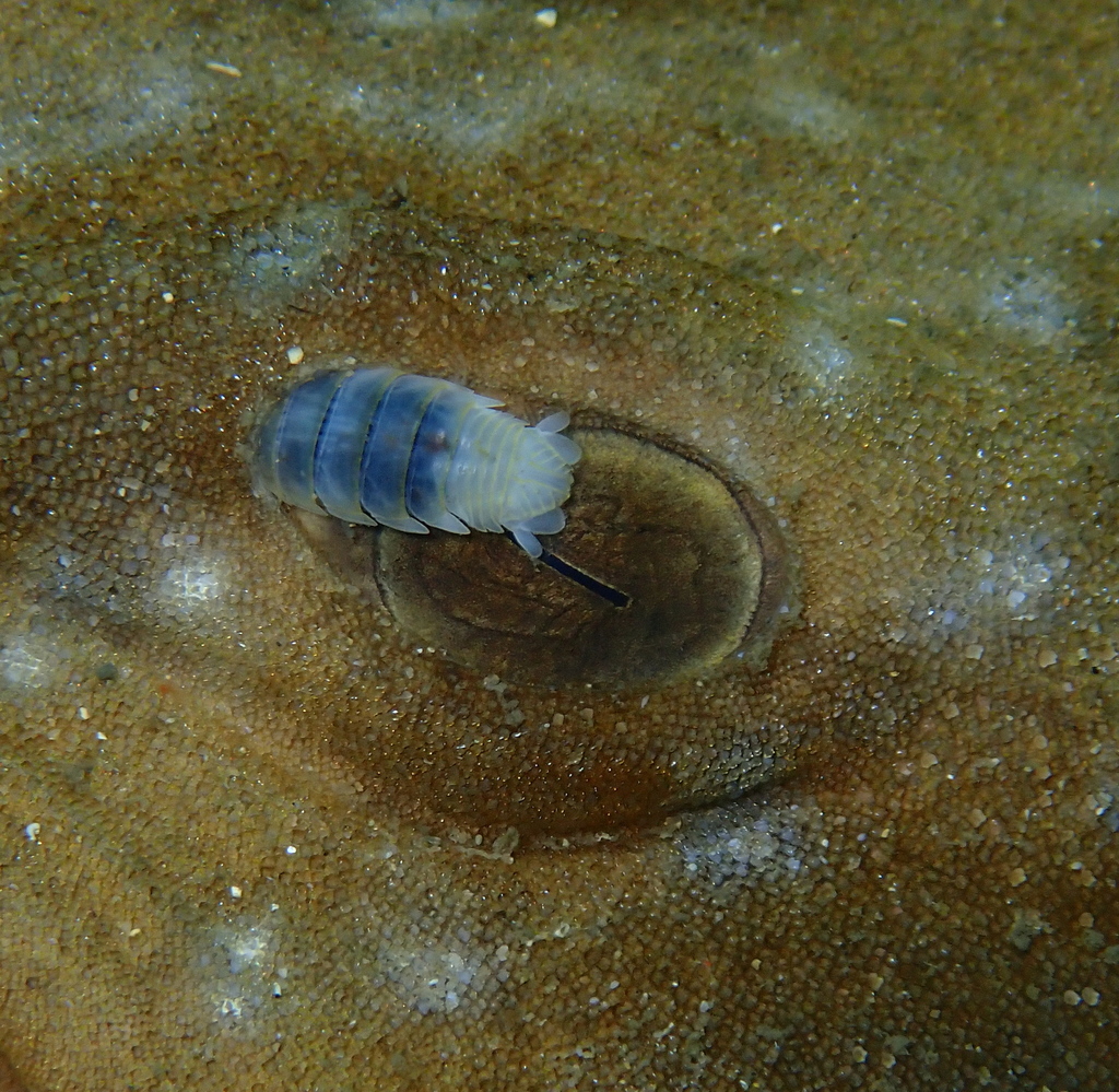 Tridentellidae