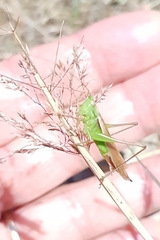 Anisoptera
