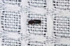 Xyleborinus saxesenii