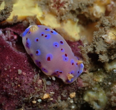 Goniobranchus thompsoni