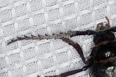 Prionus californicus