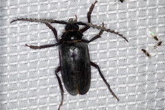 Prionus californicus
