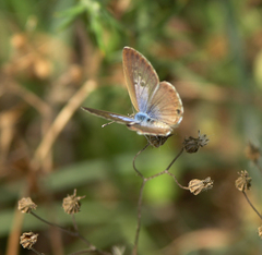 Leptotes pirithous
