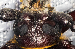 Prionus californicus