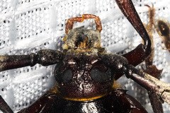 Prionus californicus