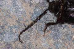 Prionus californicus