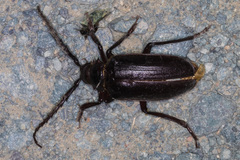 Prionus californicus