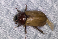Cyclocephala melanocephala
