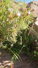 Dipcadi brevifolium