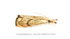 Flavocrambus striatellus