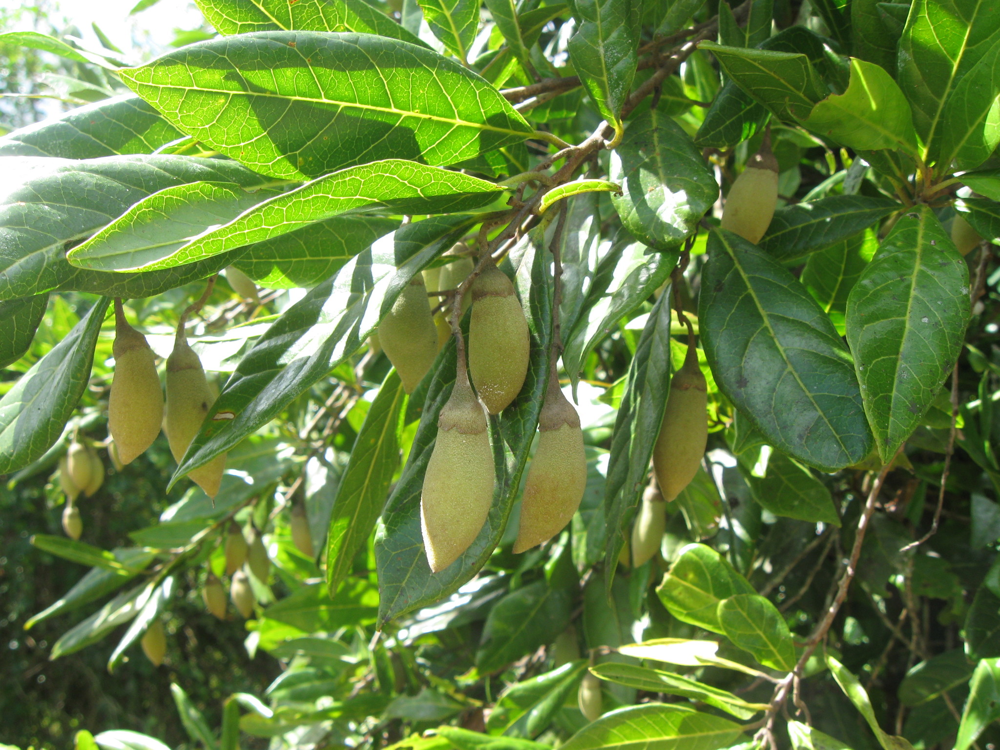 Styrax portoricensis