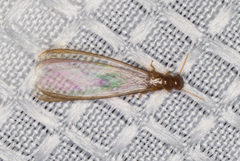 Incisitermes fruticavus