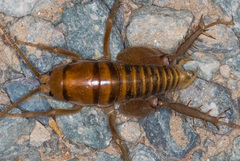 Ceuthophilus hesperus