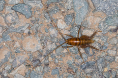 Ceuthophilus hesperus