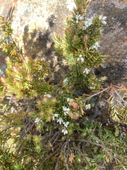 Cyathodes straminea