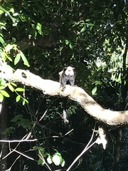 Callithrix geoffroyi