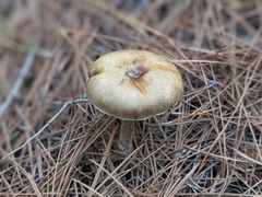 Agaricales