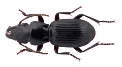 Pterostichus rostratus