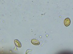 Coniophora arida suffocata