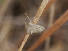 Idaea circuitaria