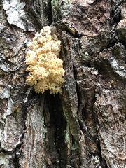 Hericium abietis